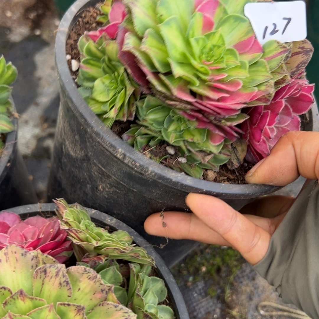 127知否多肉植物一紫