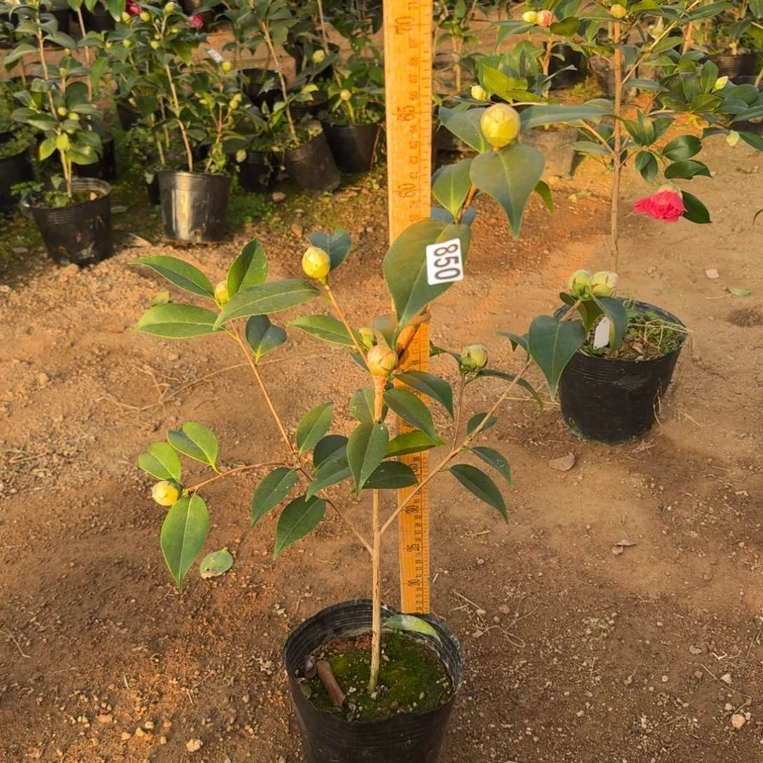 少量花朵（建议范围：2朵-5朵 或40%以下）850圣诞帽