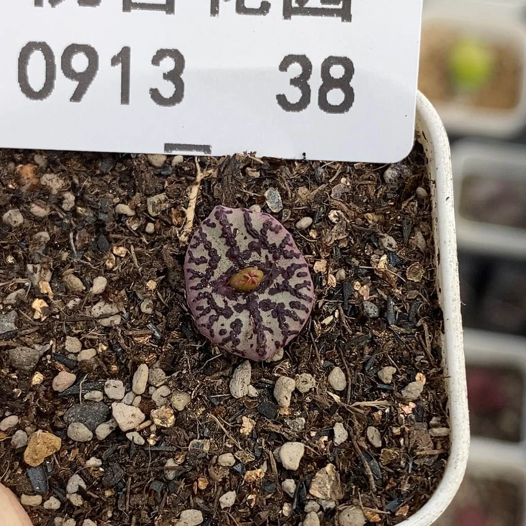 0913-38-下播福利。