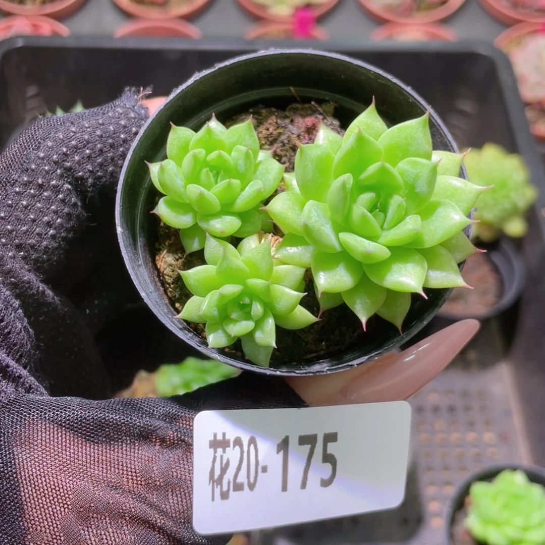 花利美20-175绿水鬼