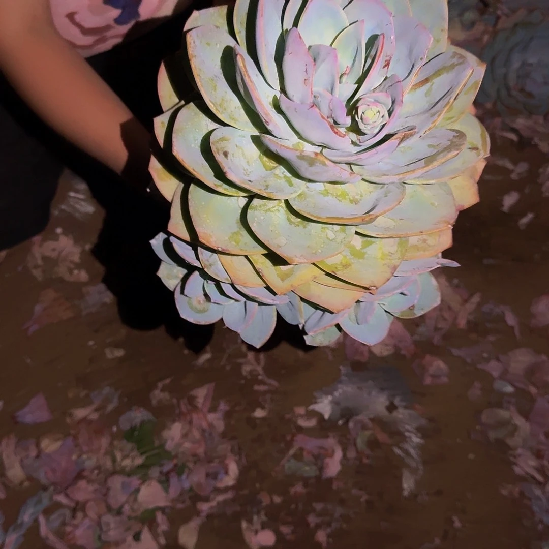 天****f血凤 一颗 不包损71号