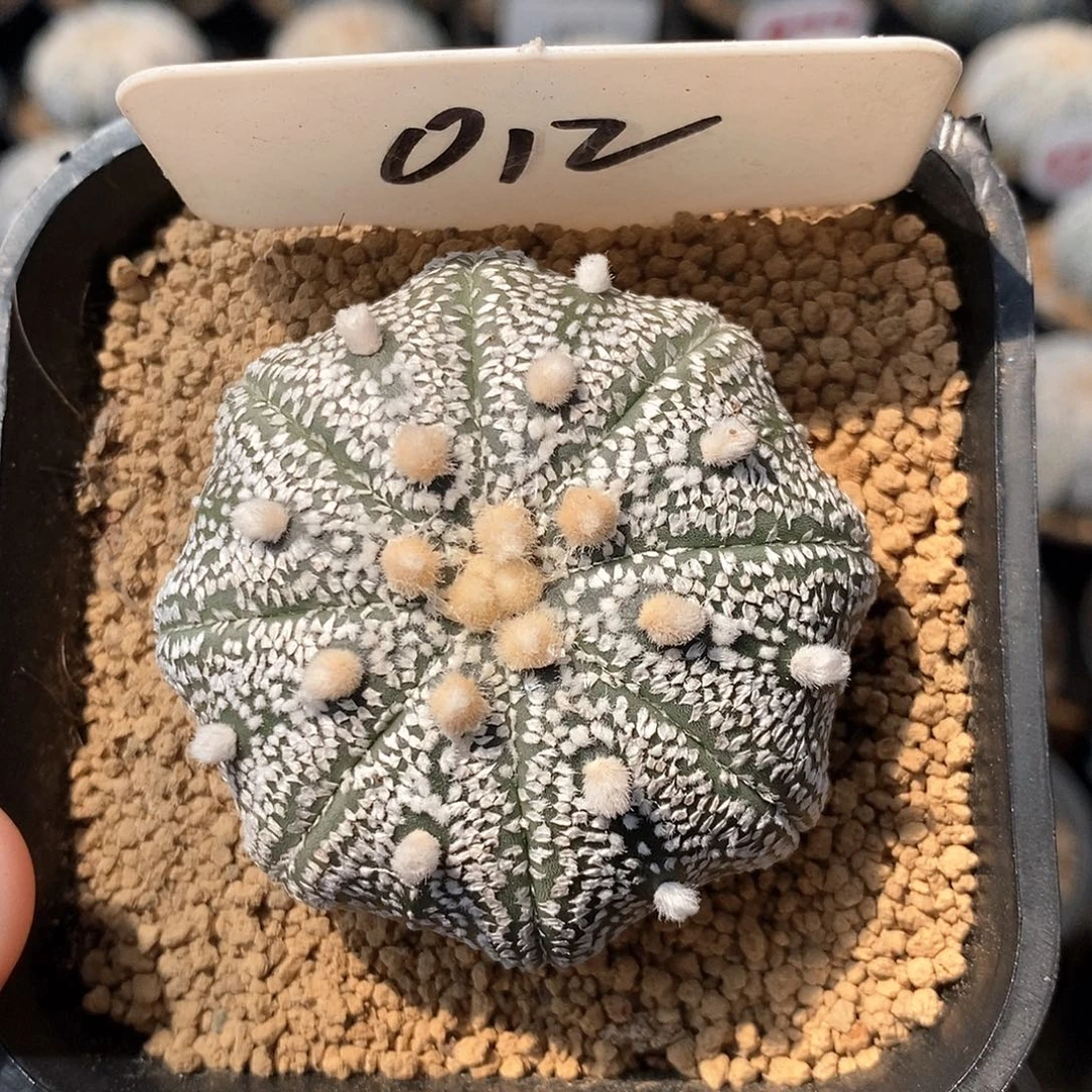 012奇迹兜系列的产品