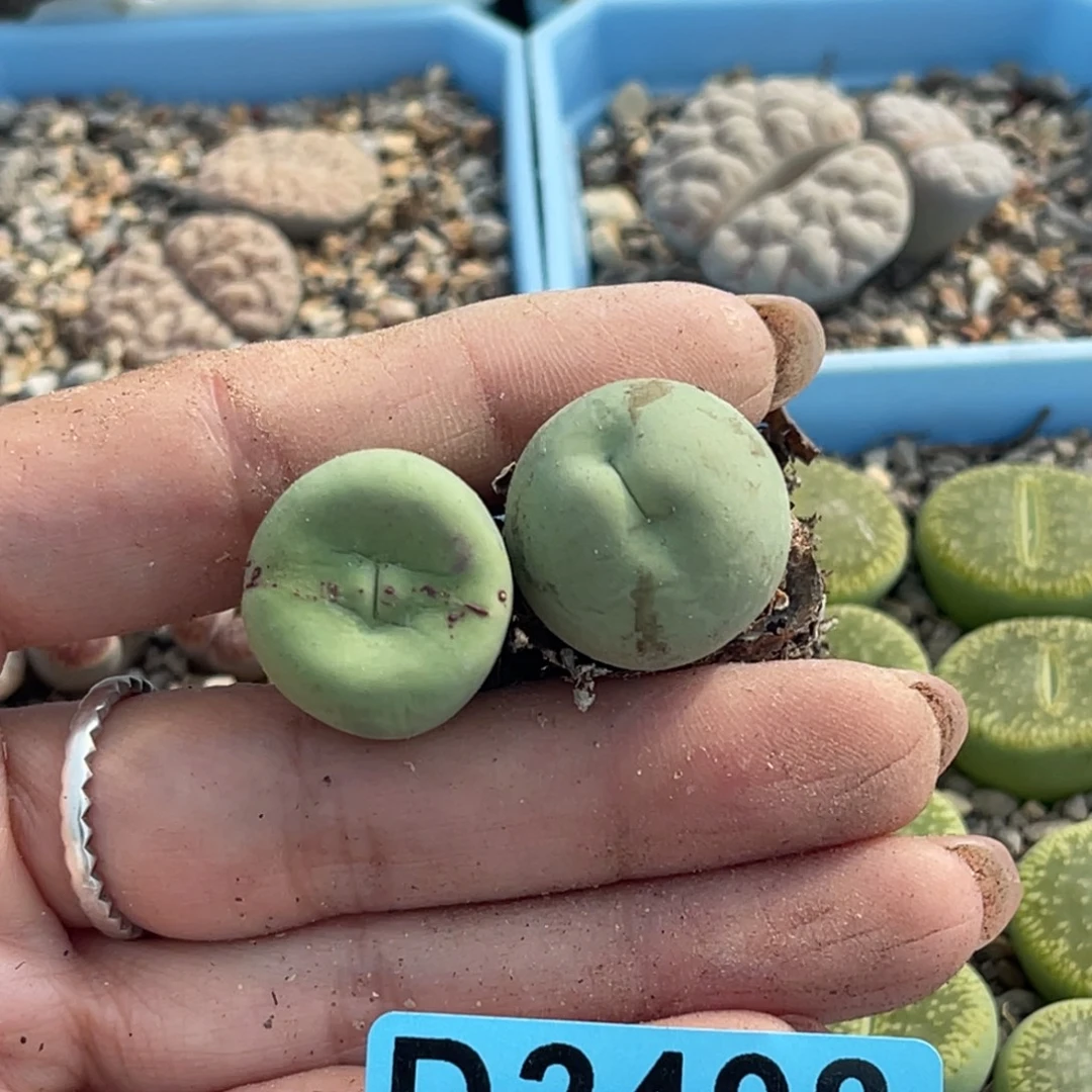 蛋***糕2498小红嘴2颗。