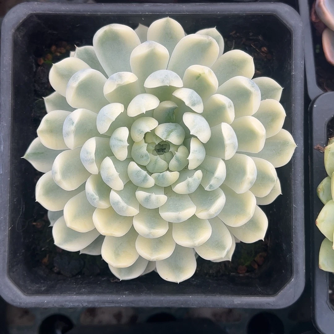 香草月影锦 婕宝一物一拍