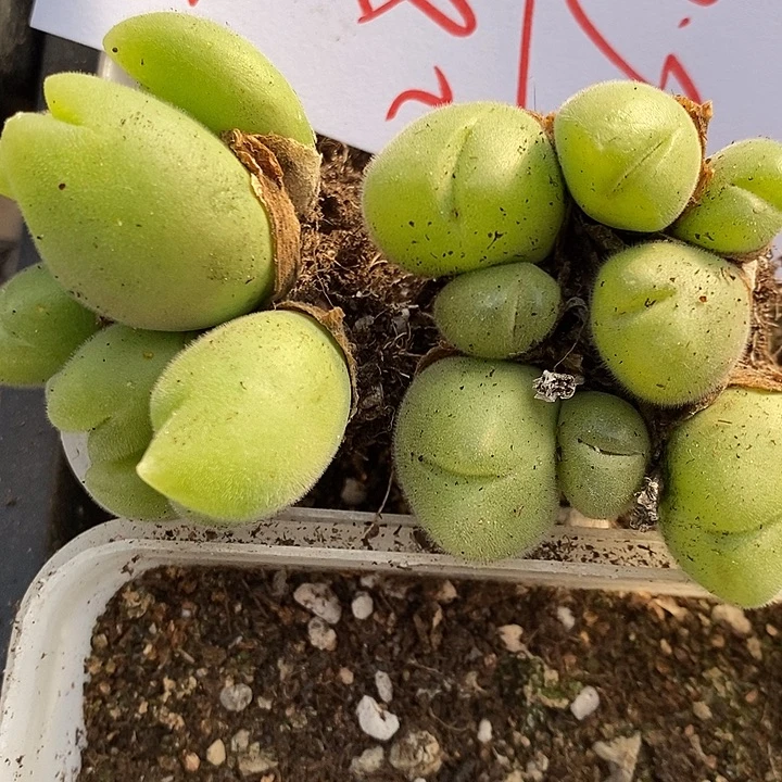 2818多头长毛毛翠滴1群。