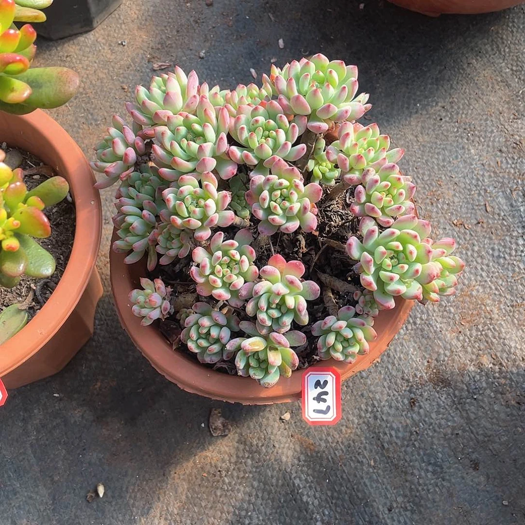 247蓝苹果 一物一拍多肉