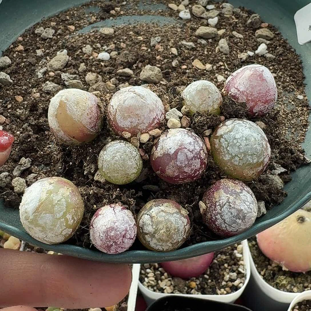 老马生石花灯泡619