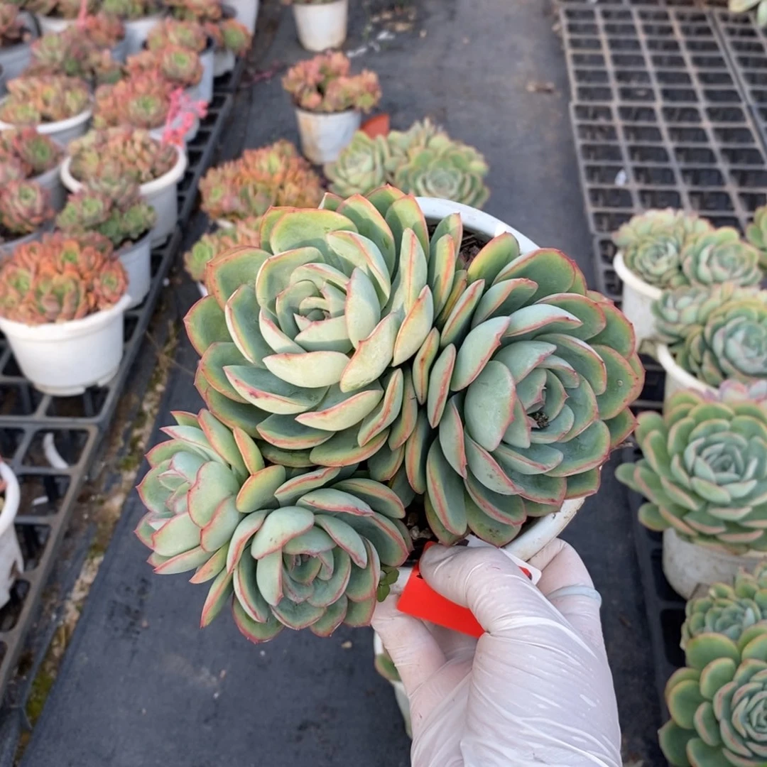 157晨露多头一物一拍