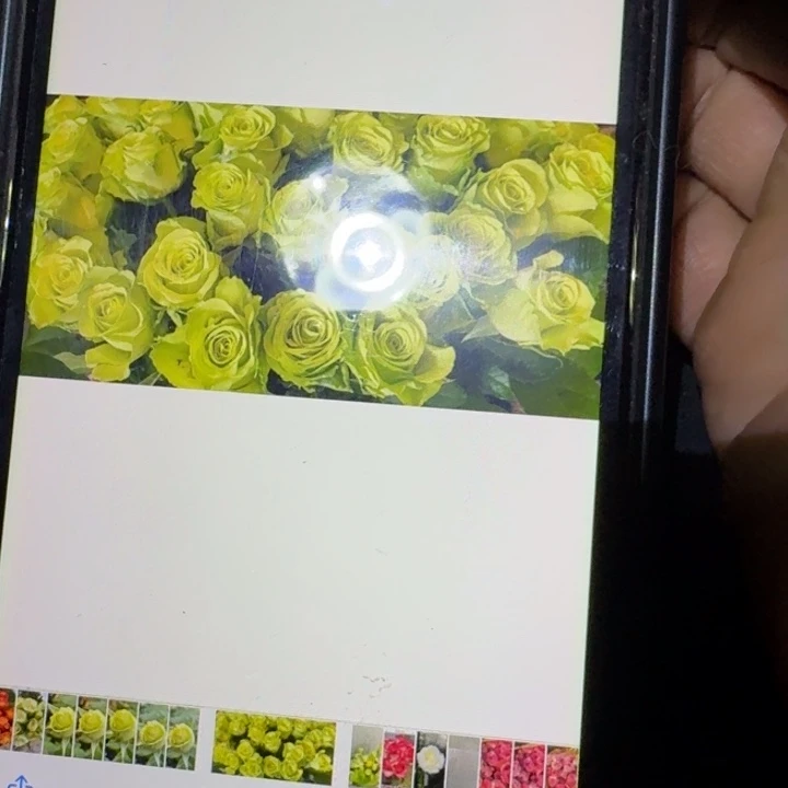 无花朵绿色一代小苗