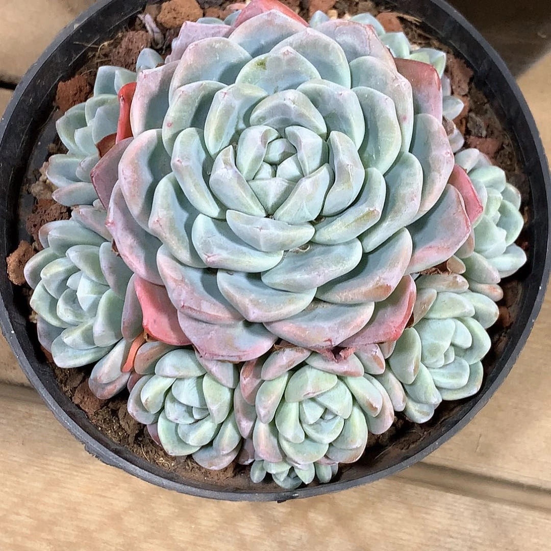 冰玉冰玉冰玉冰玉冰玉