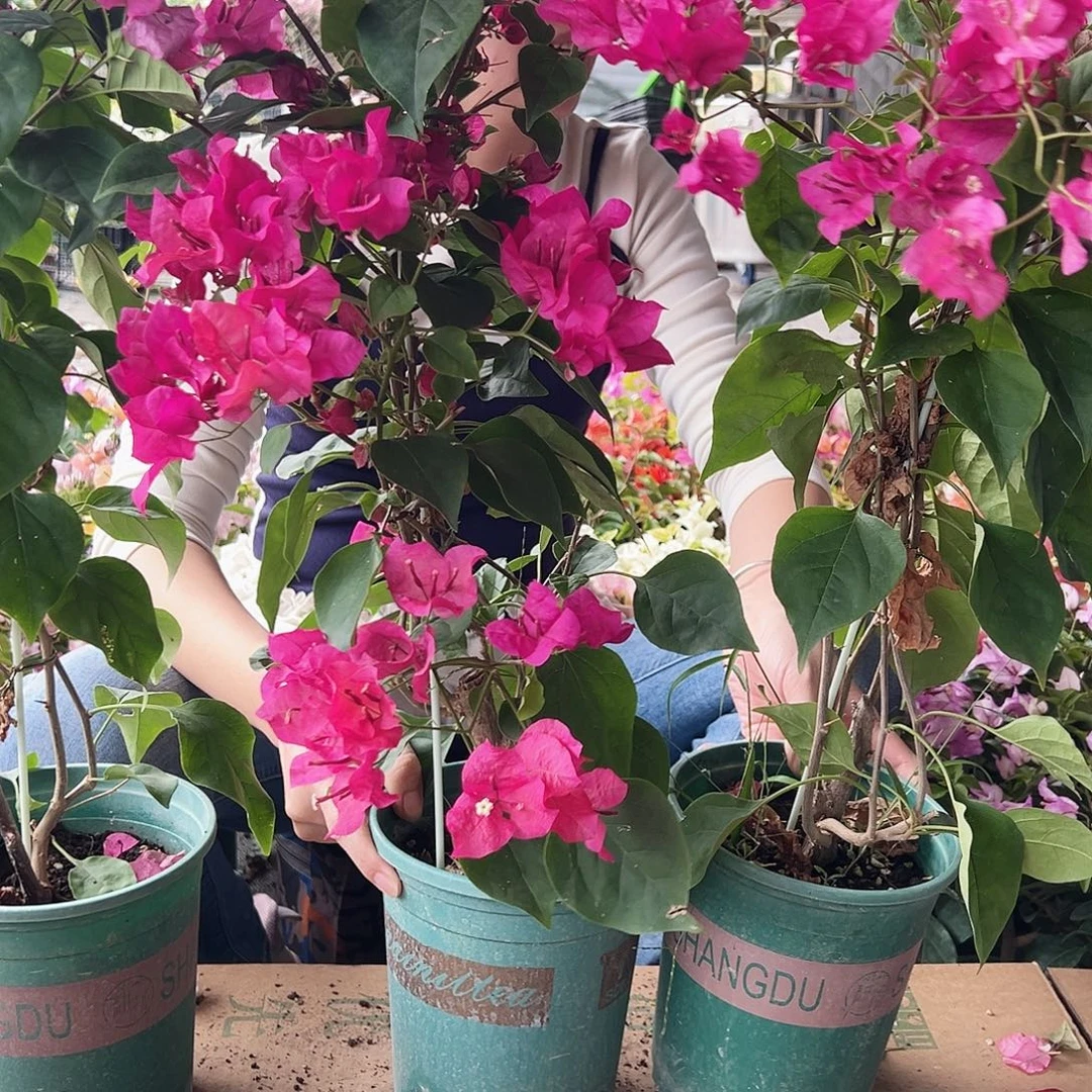 大部分花苞少量开放黑玫瑰带竹一棵