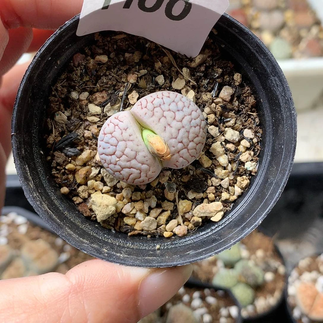 H00多肉植物保护