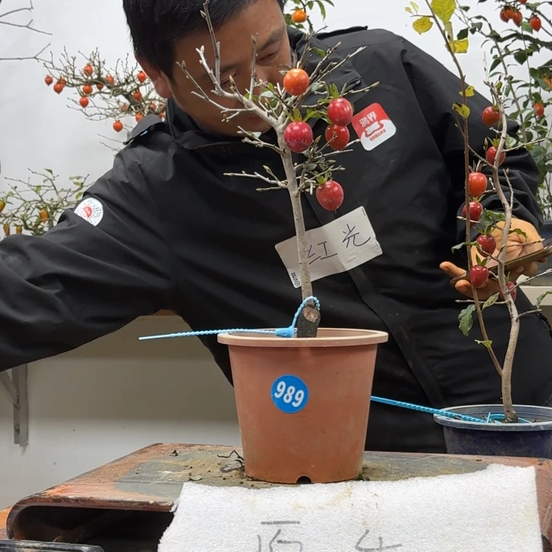 夜***来无花朵989顺丰到付不包邮