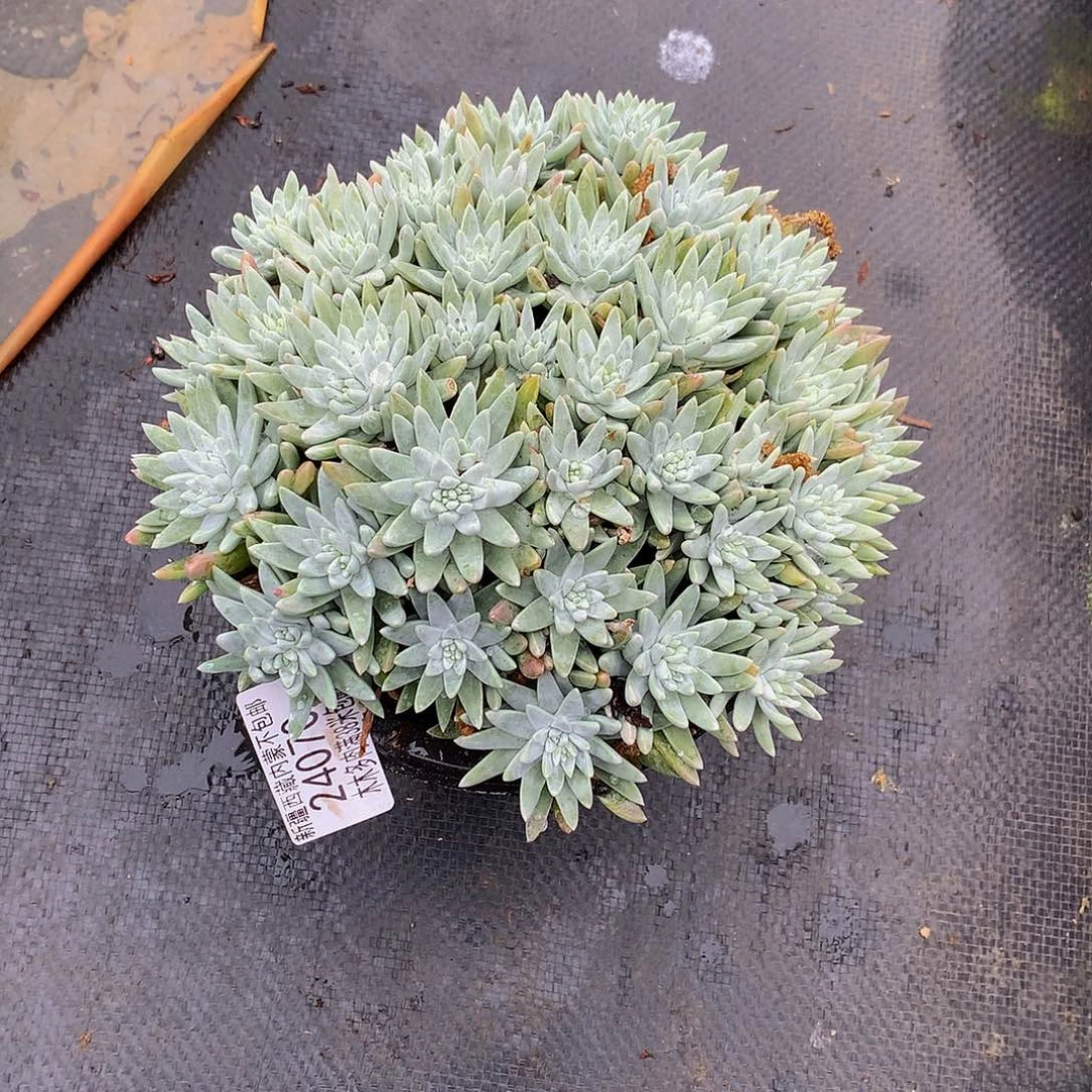 简**`   白菊24070