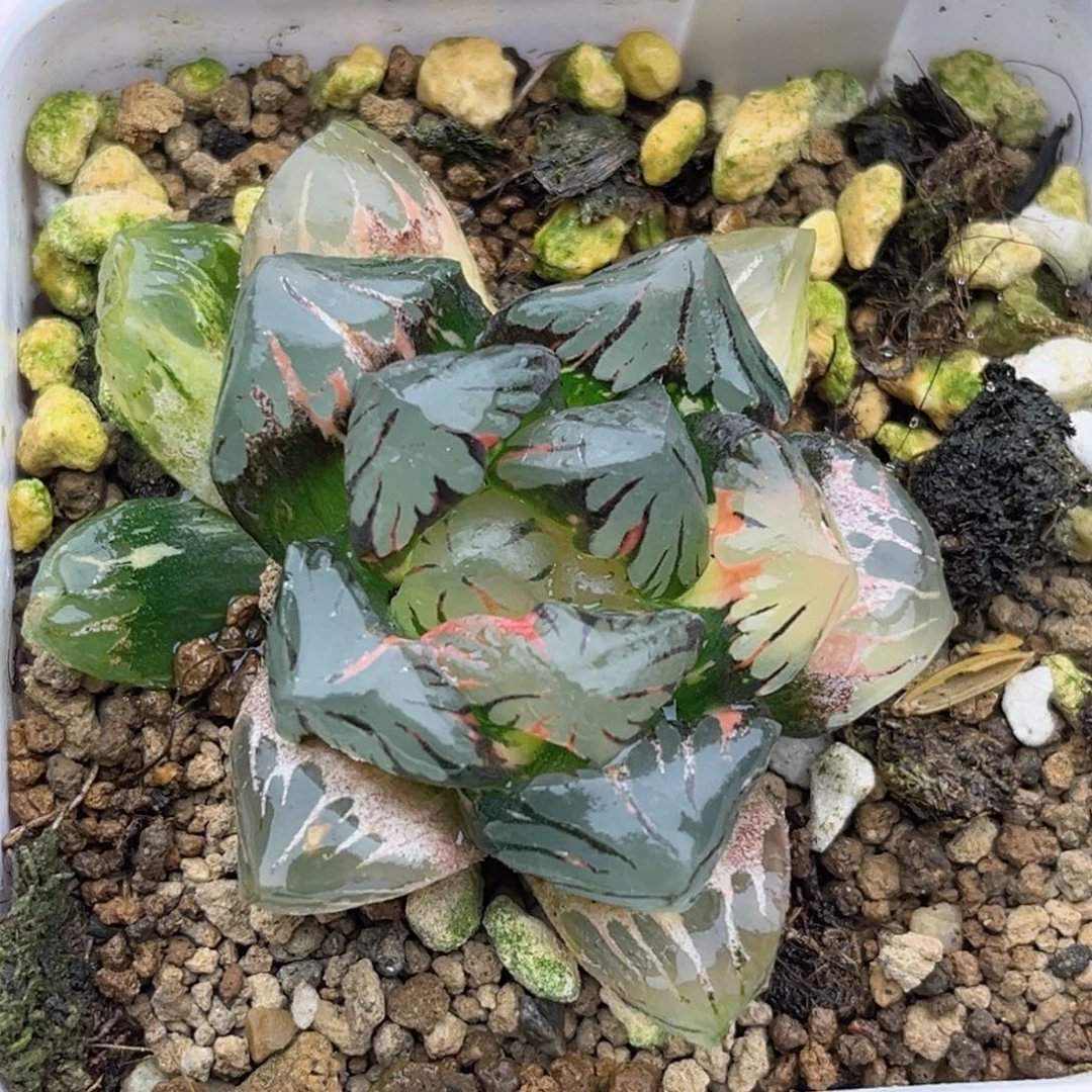 102黑水晶玉露锦福利专场