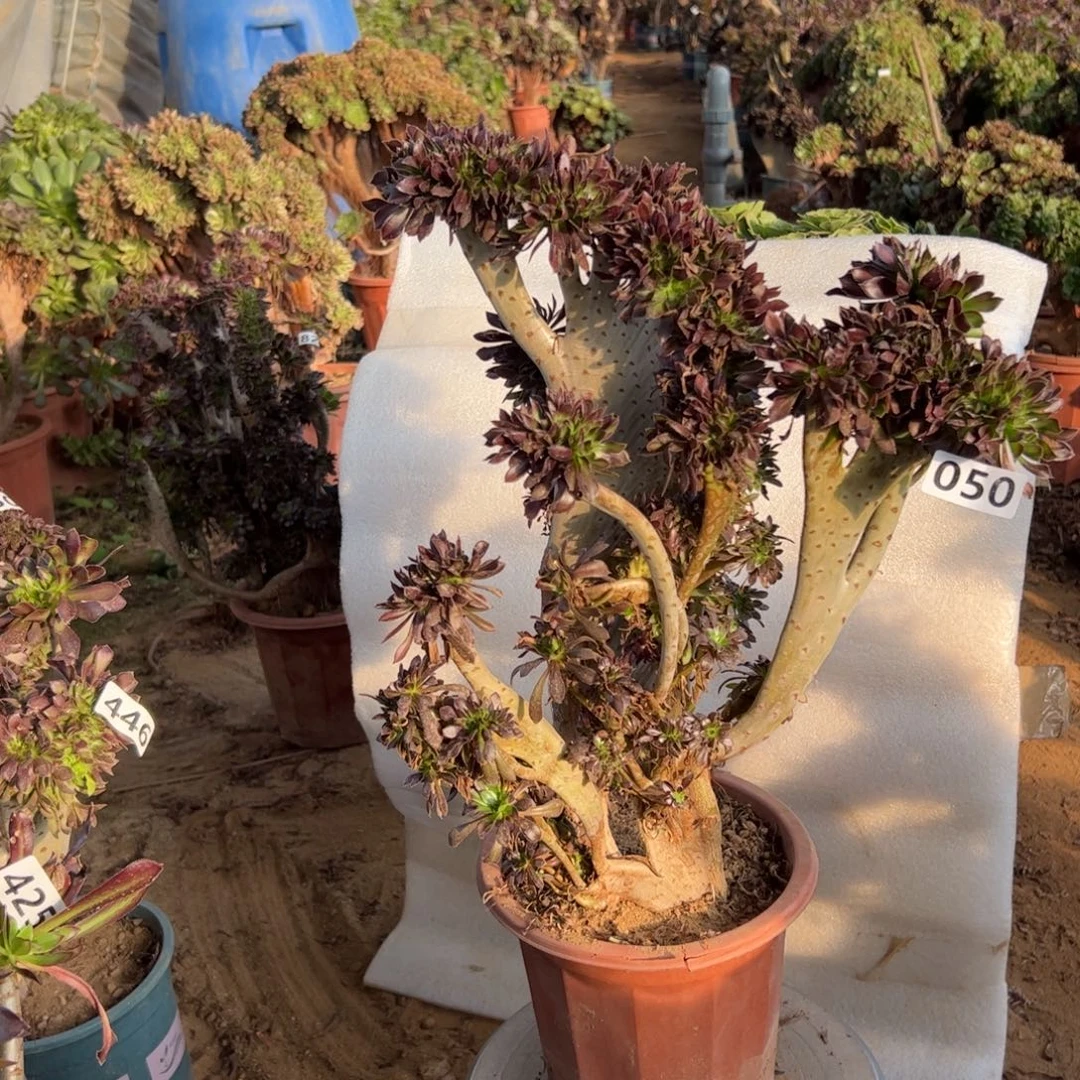 有伤黑缀050高度45厘米