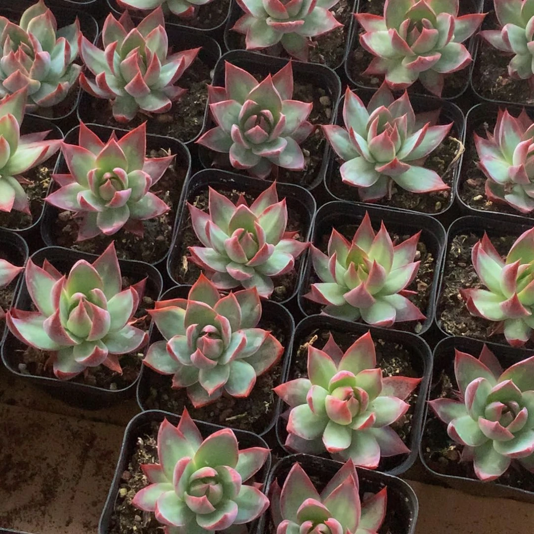 惊鸿仙子特价。（满9.99包邮。不满9.99发叶子）