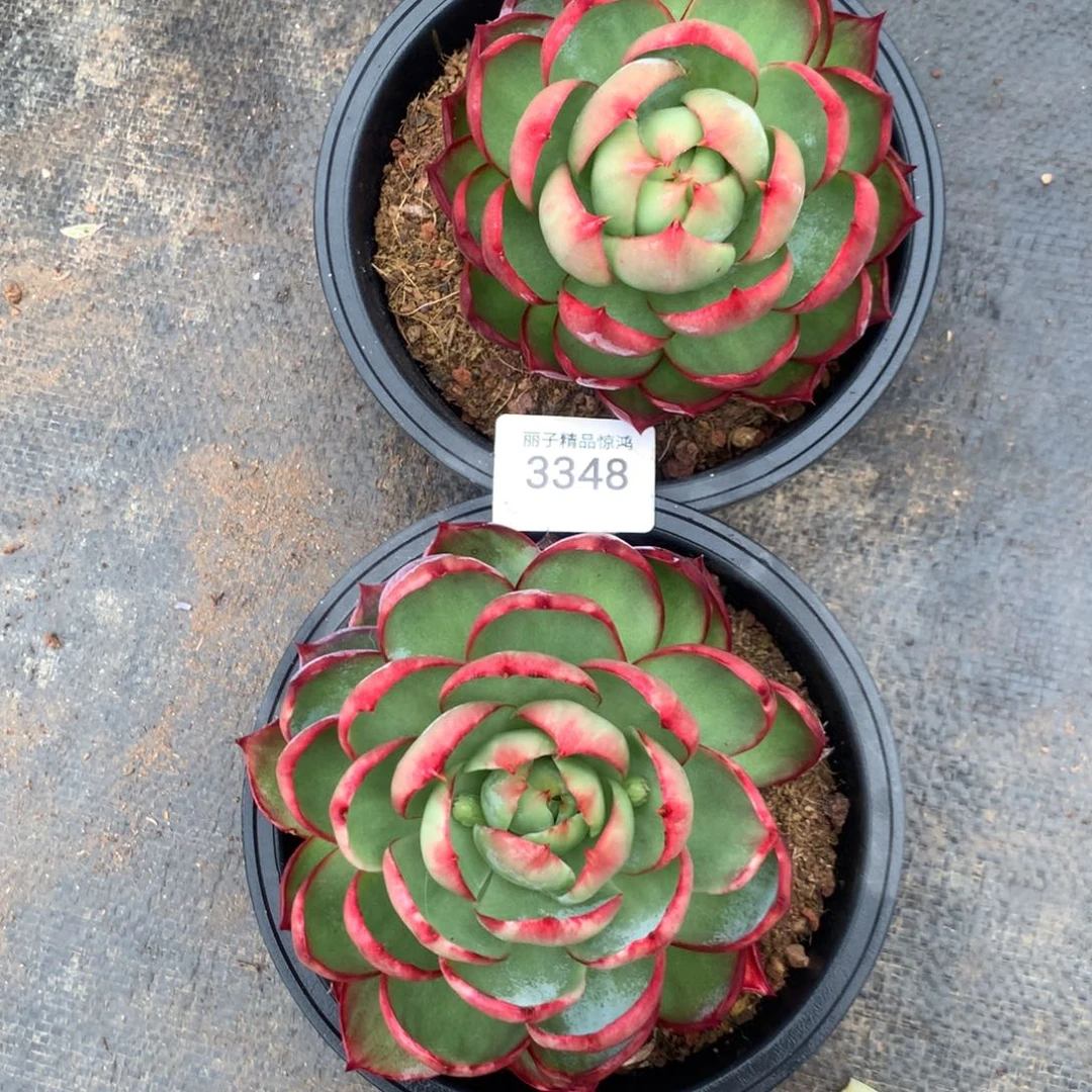 风***铃3348一物一拍2颗13厘米