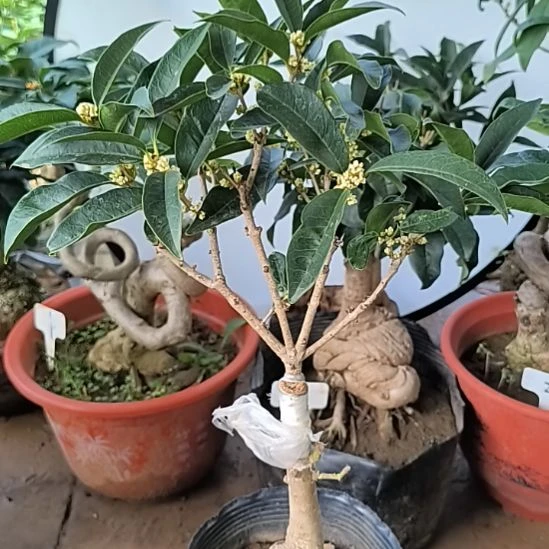 皮***毛完全开放四季桂花佛