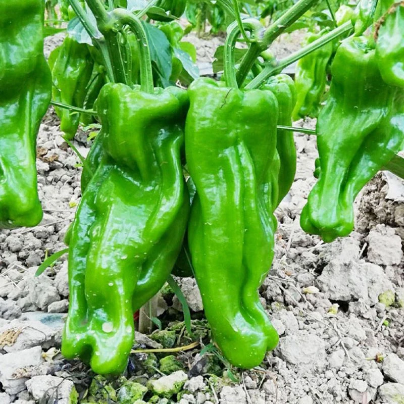 薄皮泡椒辣椒虎皮辣椒特辣菜苗菜种蔬菜大全