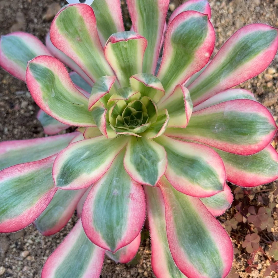 86爱丽丝多肉植物紫