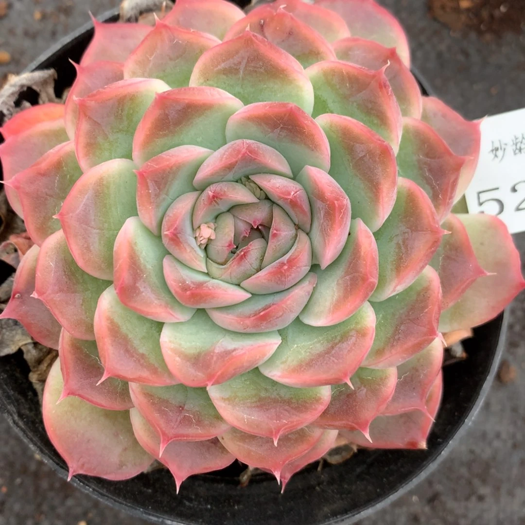 5218杂交多肉老桩