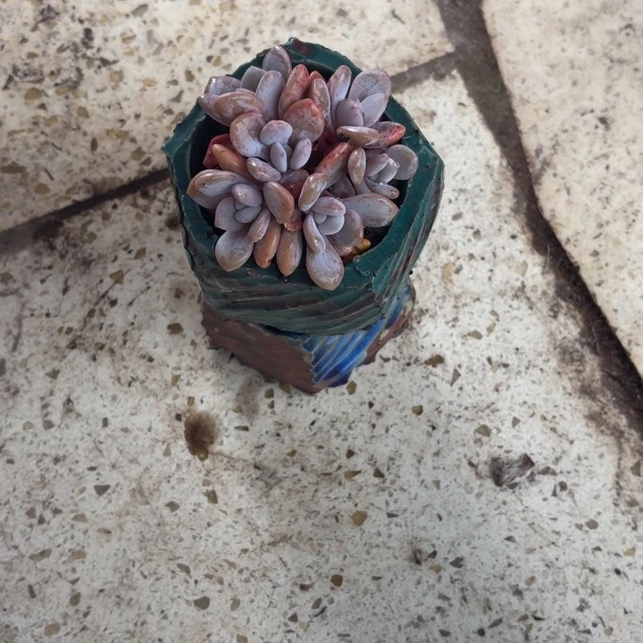 多肉植物泥炭泥炭泥炭一包