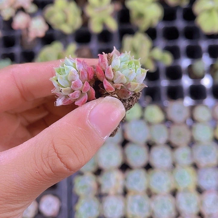 小****好朱砂痣多肉植物