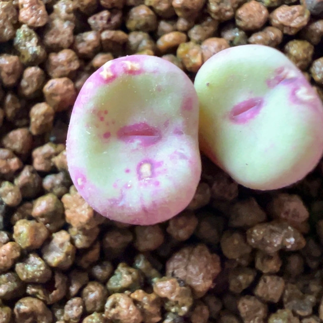 488号se福利漏。