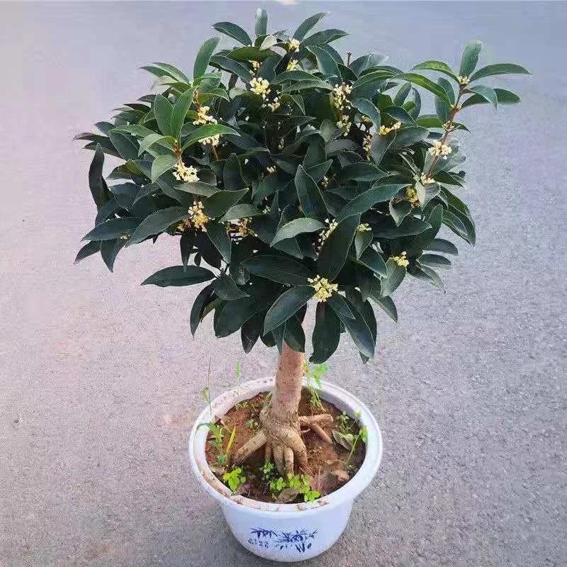 四季桂花直杆一物一拍