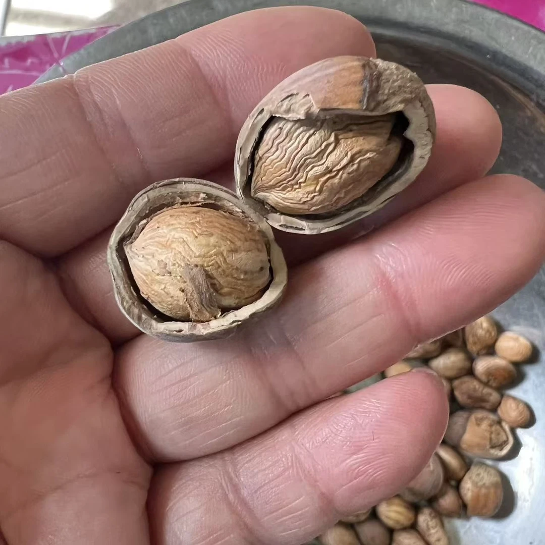 黑龙江东北新鲜大榛子顺丰包邮