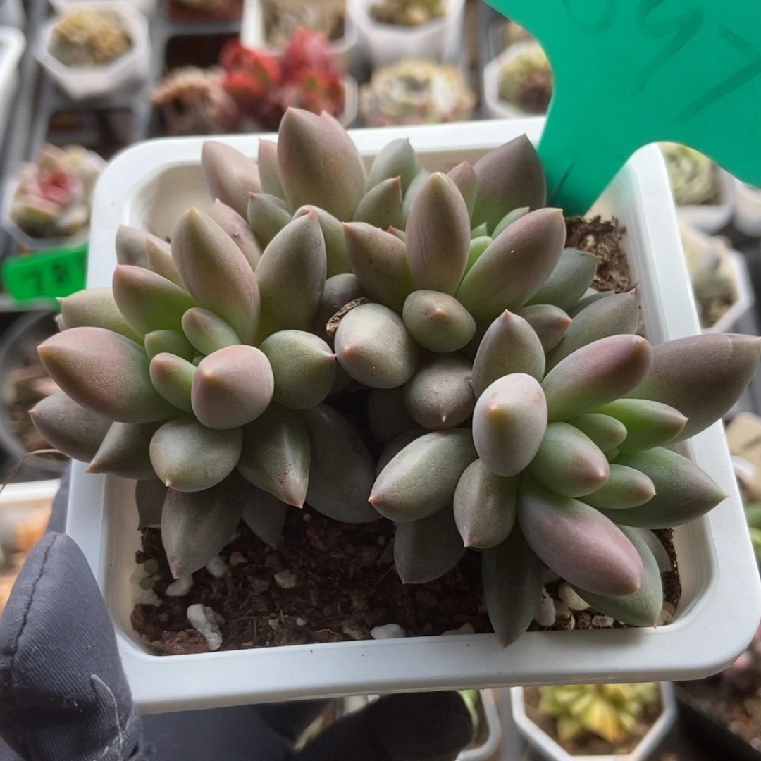 ?****?1597车厘子多肉植物保护