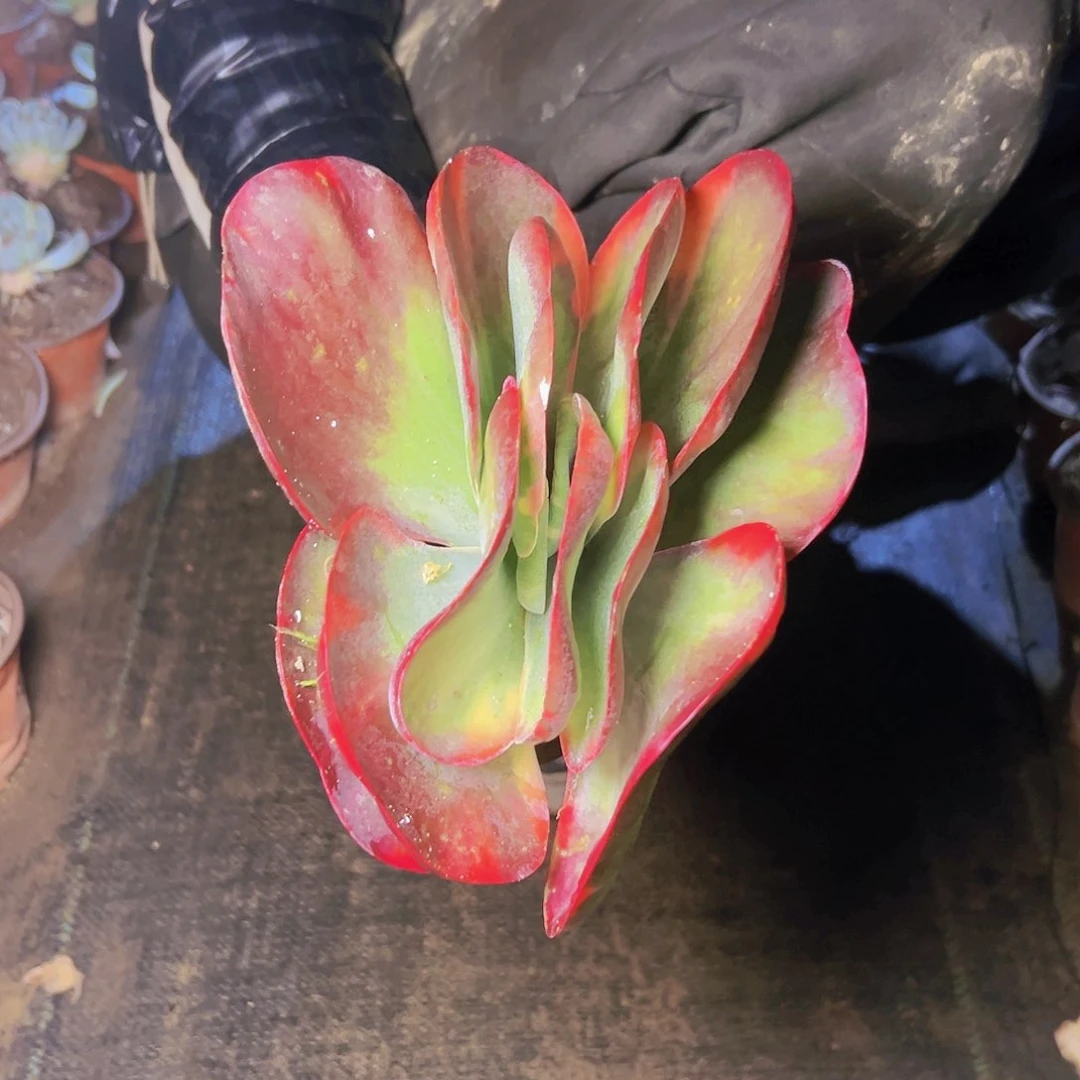 糖印锦一个单头基地直发