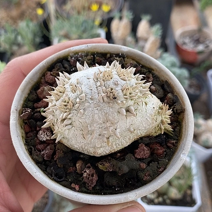 6012惠比须笑一一带盆