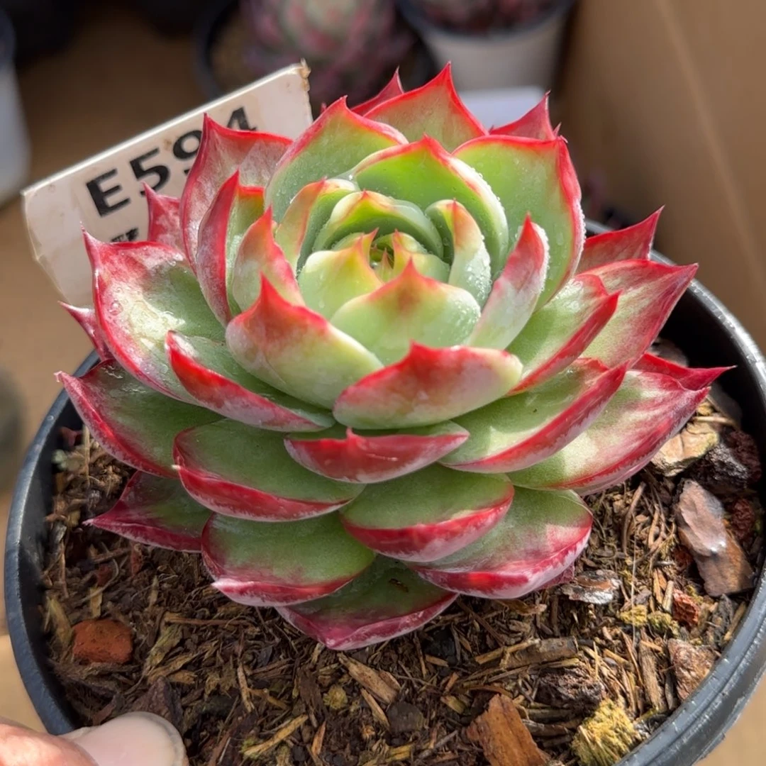 惊鸿一物一拍包装收缩花旱594