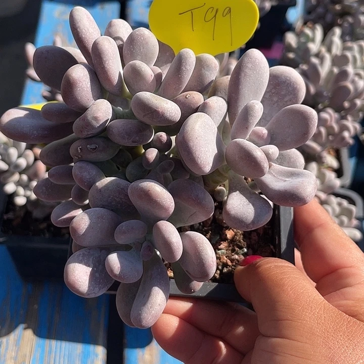 程雪球多肉植物群生99