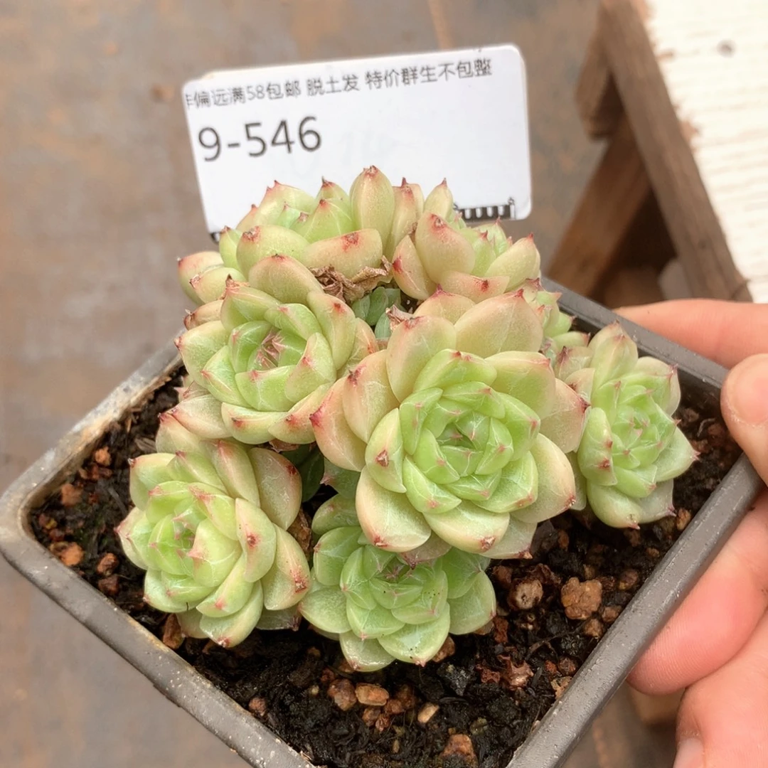 编号麦秆老桩精品多肉58包邮不包整