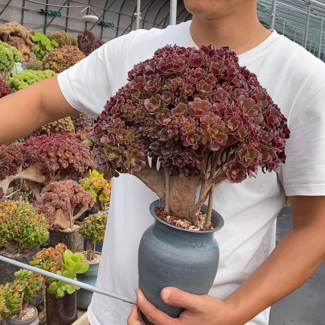 梅花迫迪朵朵缀不带盆土