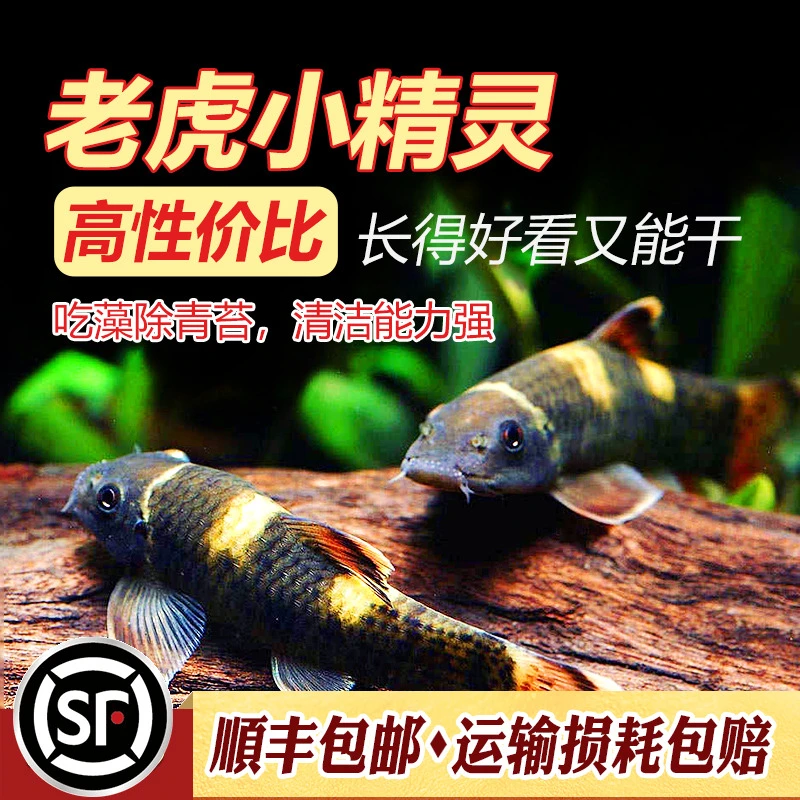 老虎小精灵鱼熊猫青苔鼠耐寒淡水鱼进口原生除藻除青苔工具鱼活体
