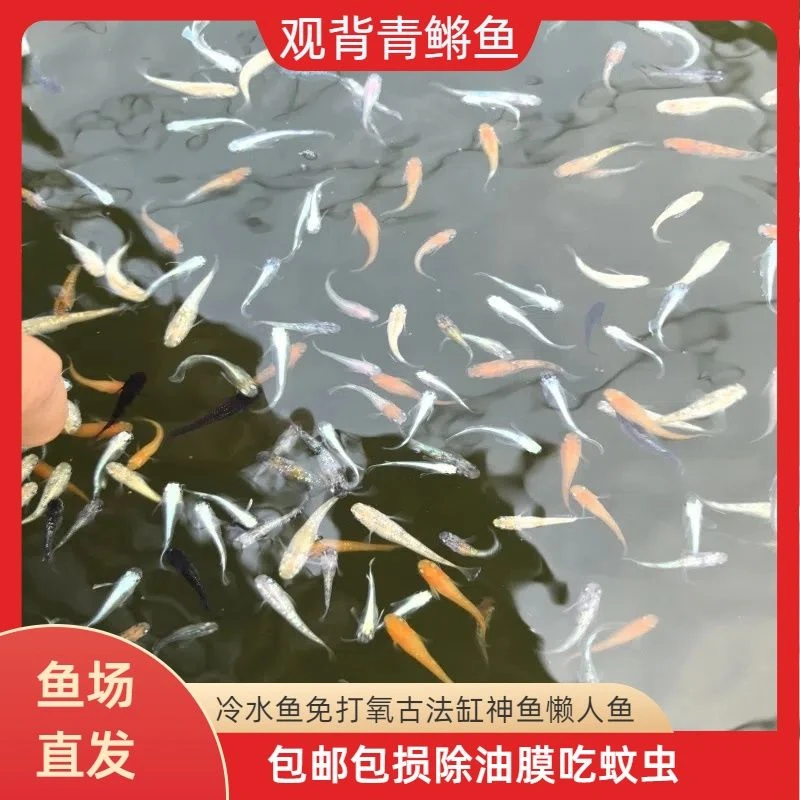 观背青鳉观赏鱼金鱼淡水淡水鱼古法打氧好好养桌面魔法冷水观赏鱼