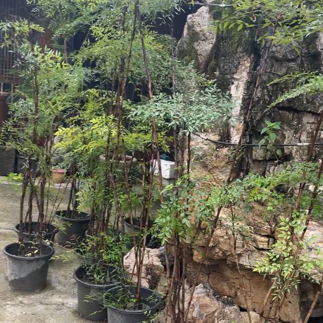 南天竹水培盆栽绿植火焰红室内带根树苗盆景