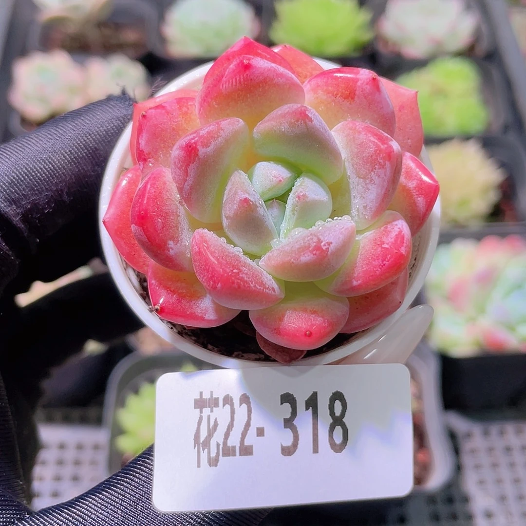 花利美22-318冰娃娃