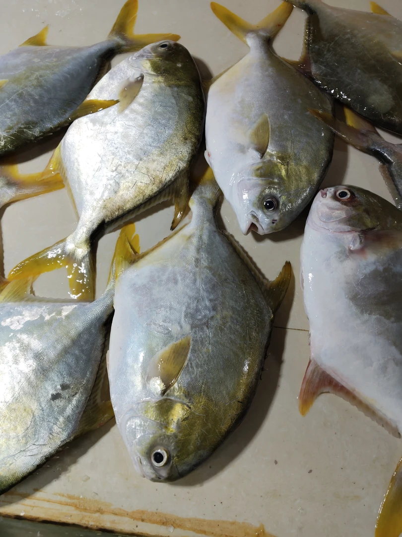 深海金鲳鱼鲜活速冻非活发顺丰包邮海鱼海鲜水产300-350g/条