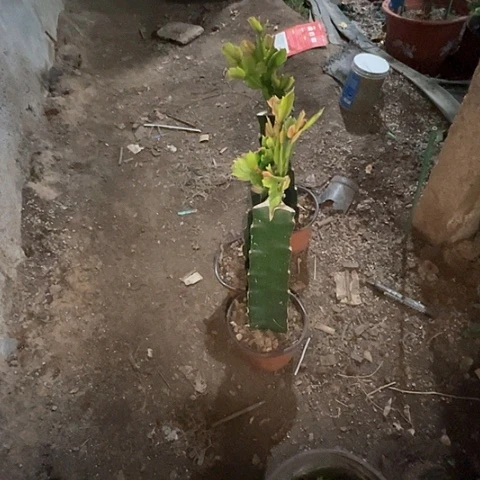 珈**萱060蟹爪兰叶片