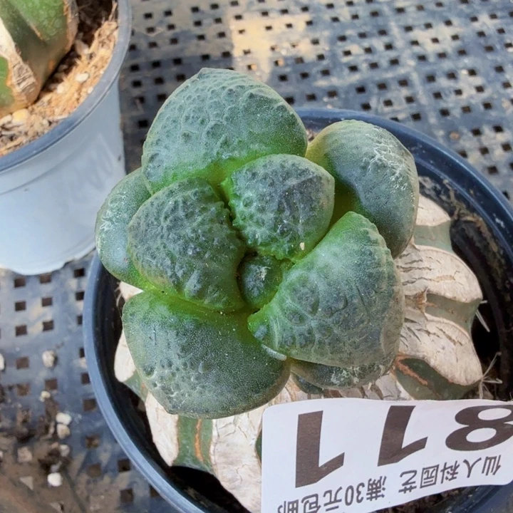 无花朵811日系光面大尤连山牡丹
