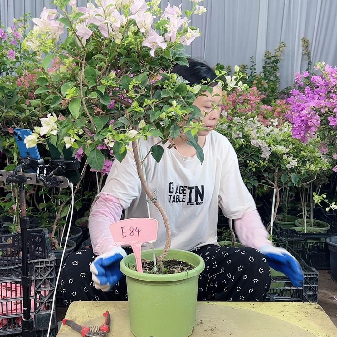 @***g大部分花苞少量开放E84苹果花