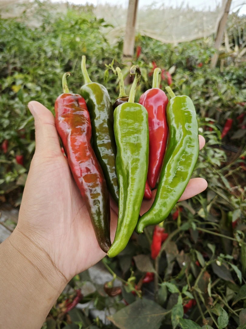 特辣辣妹子青椒新鲜土辣椒薄皮超辣现摘包邮小米辣椒剁椒