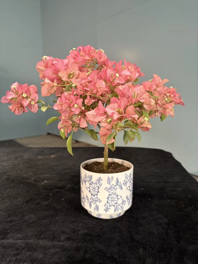 卡亚塔棒棒糖三角梅盆景老桩侧飘勤花好养【艺景园海燕3】