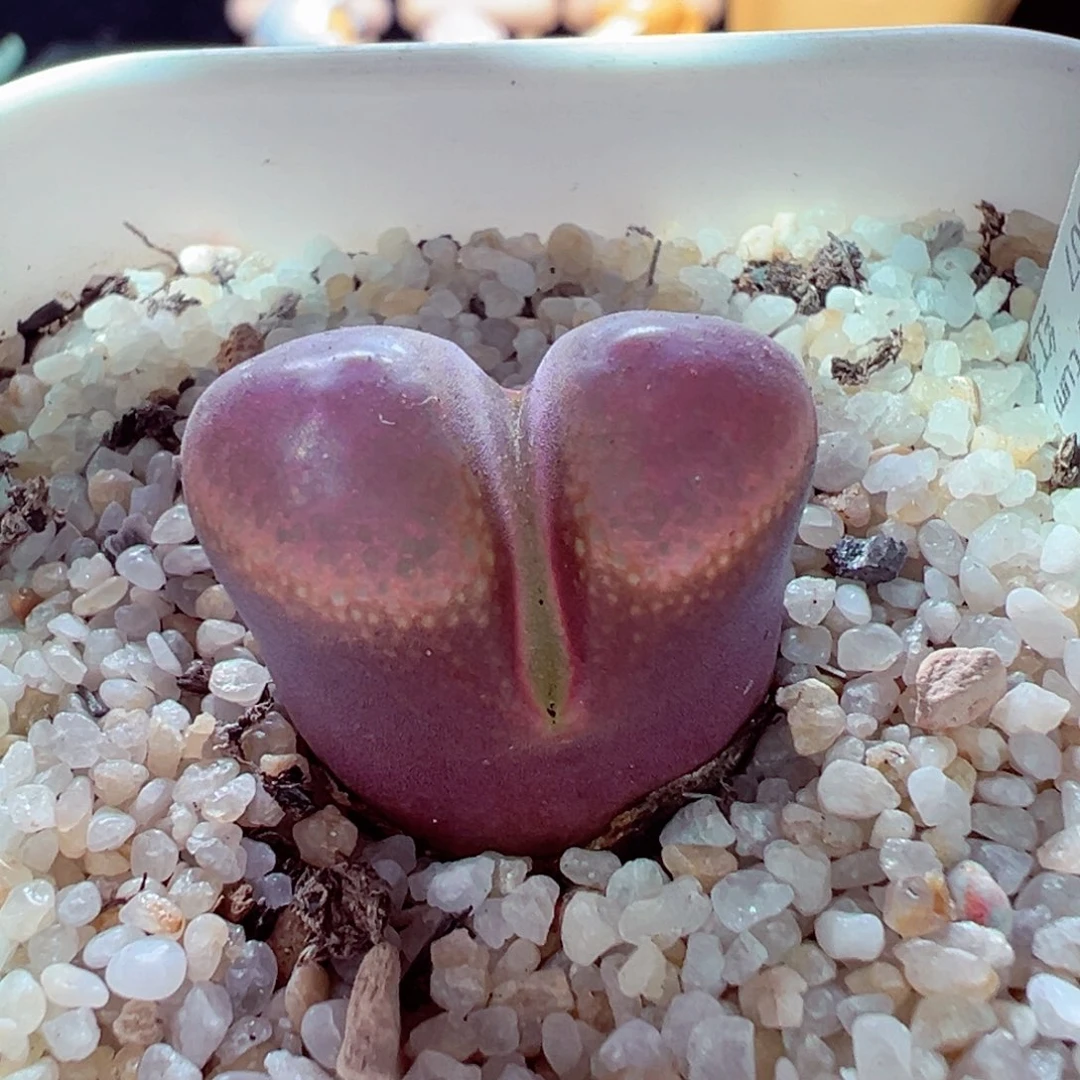 108-681多肉多肉2.2cm