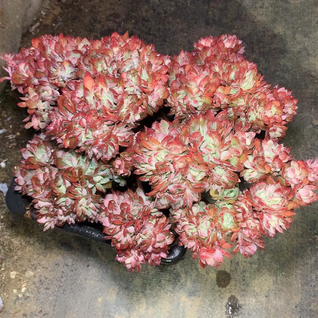 绮罗一物一拍6-11